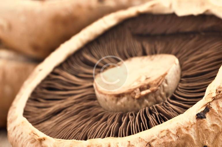 TRỒNG NẤM TRÊN GỖ