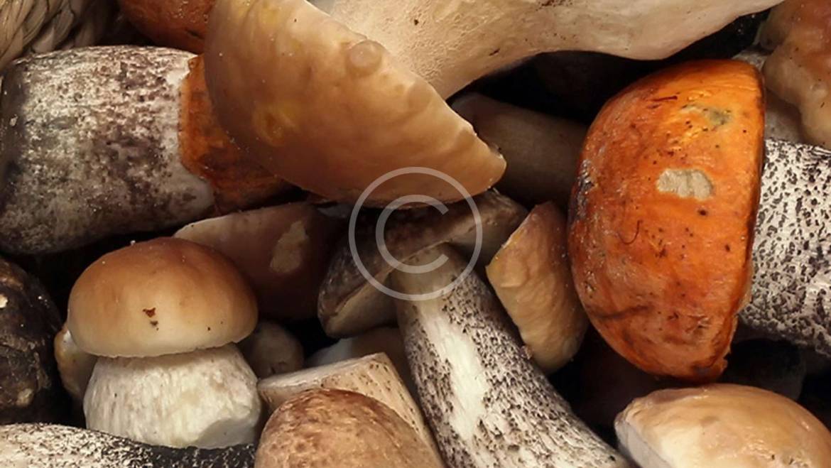 TRỒNG NẤM PHỦ ĐẤT