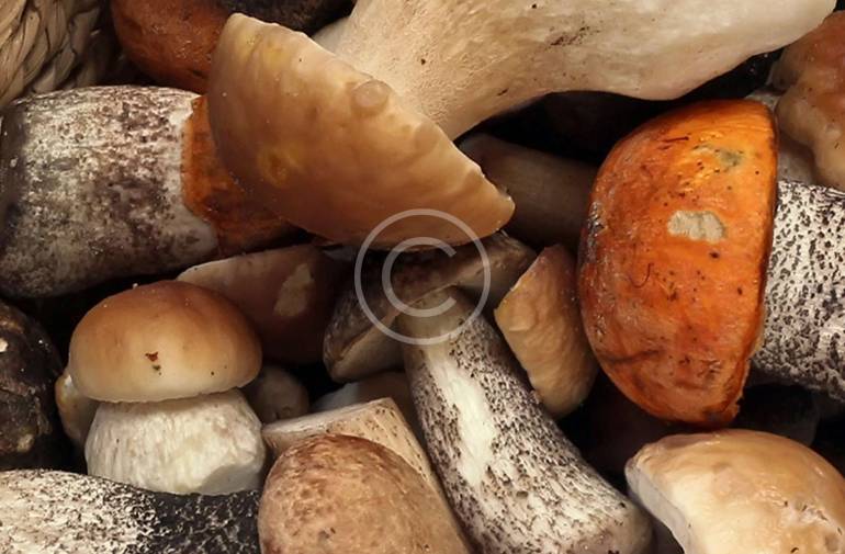 TRỒNG NẤM PHỦ ĐẤT